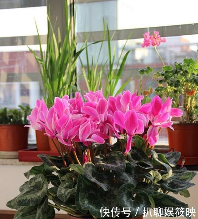 光照就可以|家里养花,就选这几种,一年四季不用管,给点阳光就开花