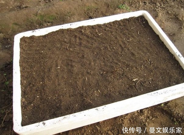 阳台种韭菜,菜根埋土里,10天就能割一茬!