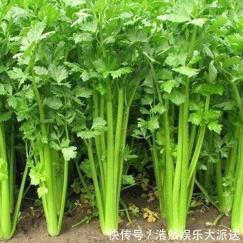 身體|天天熬夜傷身體，肝你養了嗎4種野菜，養肝護肝，肝好人年輕