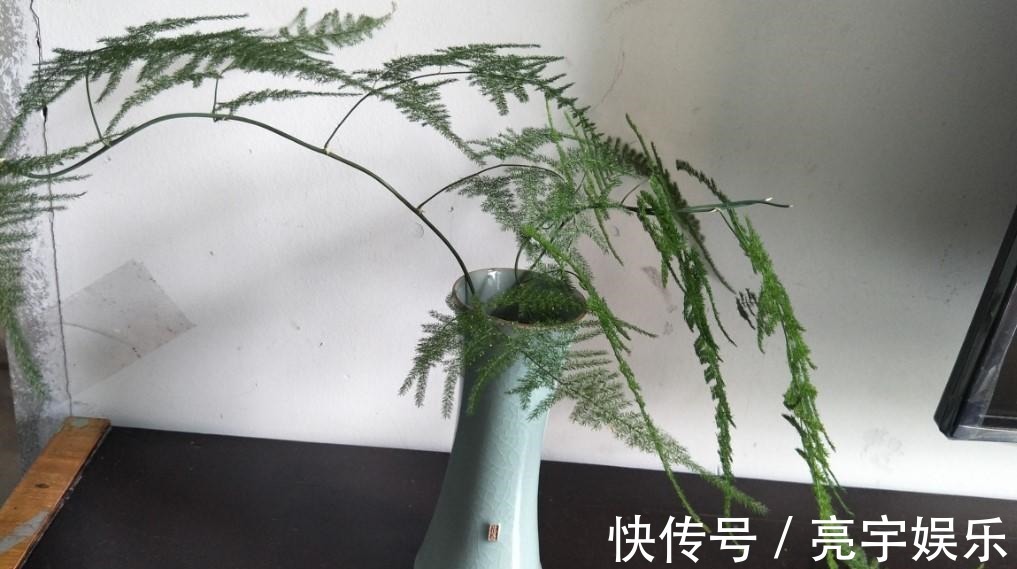 浇水|文竹发黄了怎么办全部剪掉,就能长出新叶子!