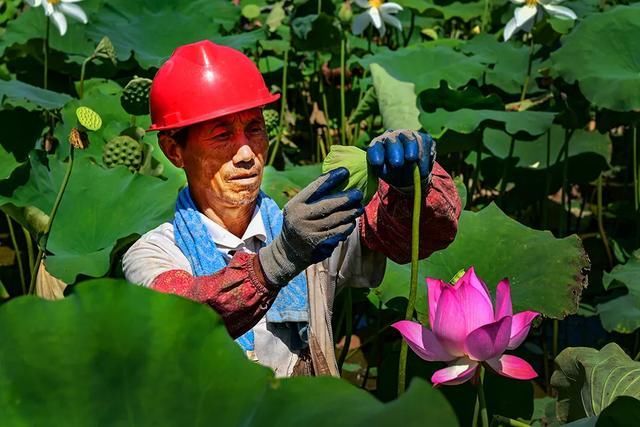 贵溪|惊艳!贵溪这里荷花别样红