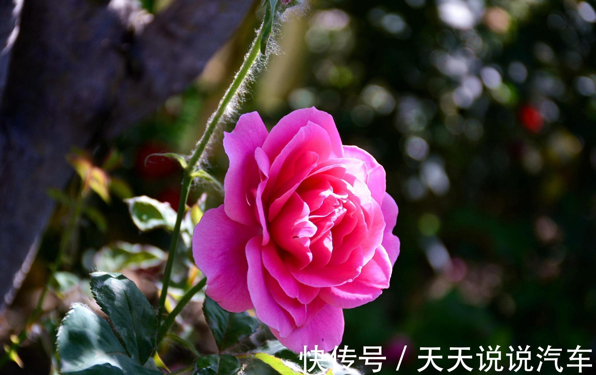 月季冬季要休眠,说说月季的冬季养护技巧