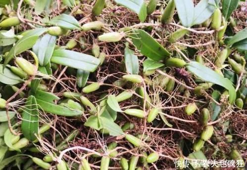 它叫“石仙桃”，生长在石壁上，挖一棵少一颗，若有幸遇到要珍惜