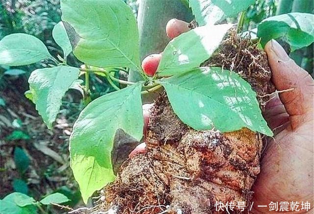 中年|山间一野草称“四叶奶参”，炖鸡汤加一段，产后体虚、少乳一起补