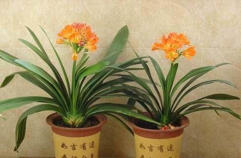 什么淘米水、洗菜水都不如这种水,它才是养花万能水,养啥旺啥