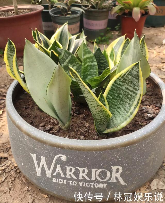虎皮兰|虎皮兰叶片打弯没精神,别犯“2个错”,越长越壮,小芽挤破盆