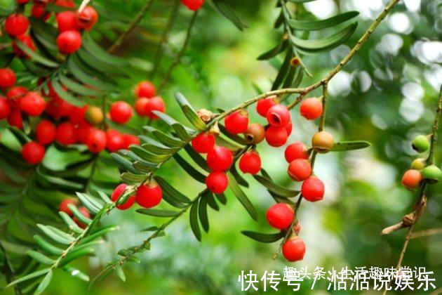 浇水|红豆杉这么养才能长得快,红红的果实挂满枝头!