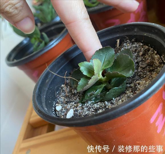 玛格丽特|8种漂亮花,夏天“少浇水”,浇一盆烂一盆,后悔也晚了