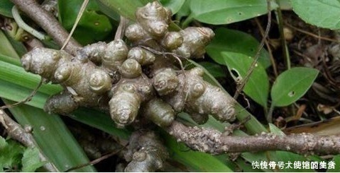 生姜|树上长的生姜,养生得多吃,农村没人要,城里300块1斤抢着要