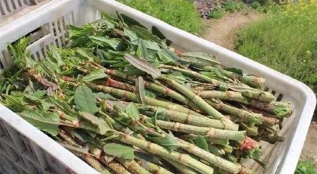 农村|农村阴沟里这种野草,人称“活血龙”,能当野菜吃,还能活血化瘀