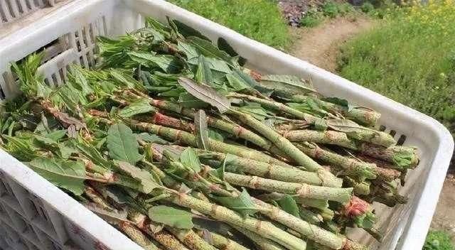  农村|农村阴沟里这种野草，人称“活血龙”，能当野菜吃，还能活血化瘀