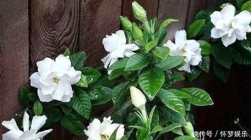 养花老板不愿分享的秘密简单几招,不黄叶,花开满盆