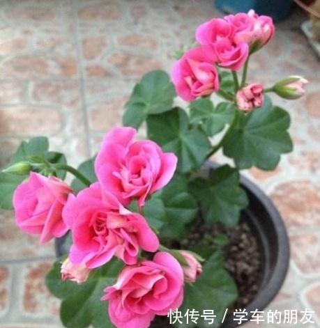 养花别养太贵的，这些花卉几块钱一大把，回家养盆里能开整个春天！