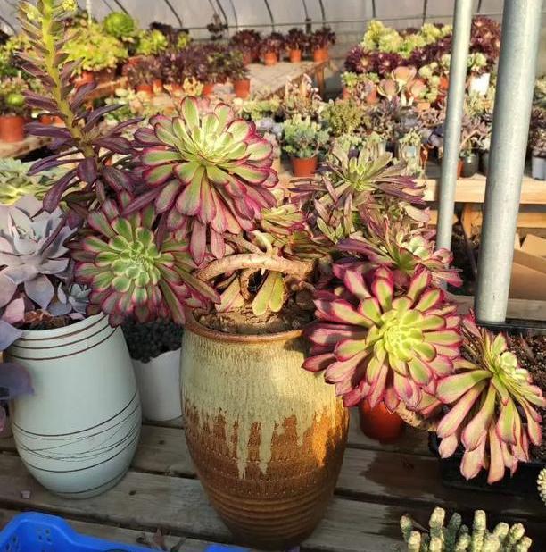 养花宝|厨房里的它是''养花宝'',扦插植物、浇花,可取代生根剂