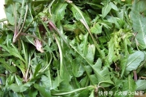 花百科|天冷就吃这种“野菜”，种子撒一把，30天长成一盆