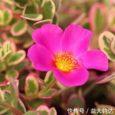 新手|3种“零差评”的多肉植物,新手、老手都喜欢,养成老桩更好看