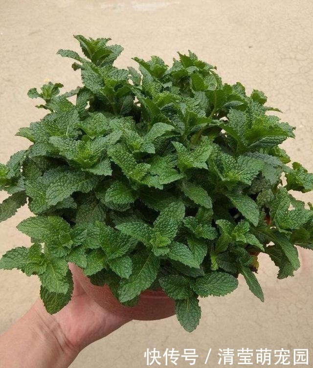 薄荷|家里气味难闻,养3种绿植错不了,家里一整天都香喷喷