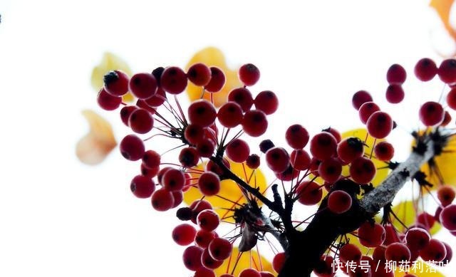 冬日|冬日海棠果!