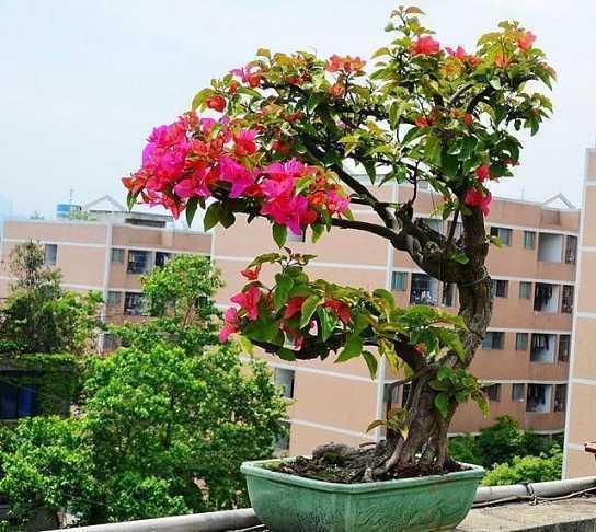 三角梅养成盆景更“别致”，学会修剪，造型更喜人！