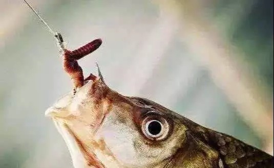 你真的会使用蚯蚓吗？许多钓友都错了，这样才能增加爆护的几率