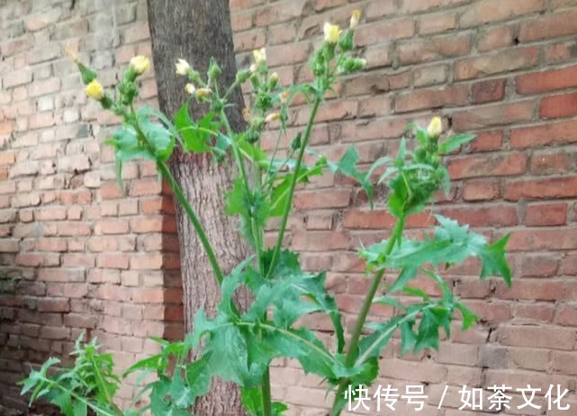 祛暑|农村有一种野草,是夏季的蔬菜,能清热祛暑,很珍贵