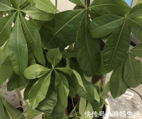 寓意|独特的“三种花”,过年时养2盆,寓意招财、旺运,枝叶好看!