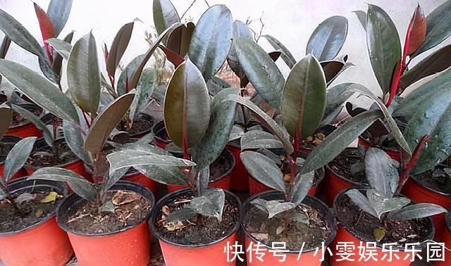 成活率|4种漂亮花，5月快扦插，20天生根，残枝别浪费