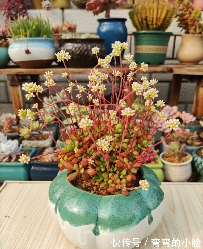 诺娃|有事没事看看多肉,才是度夏的基本保障