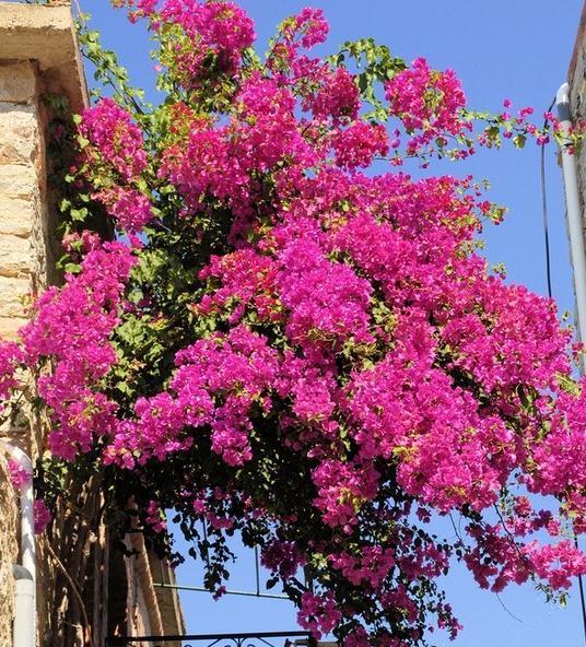 三角梅入秋管理做好4点,花开到过年