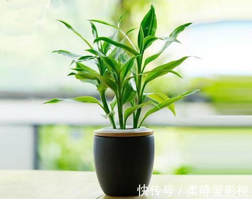 家中万万要摆上这几种植物,等于添财招好运,后悔入住才察觉
