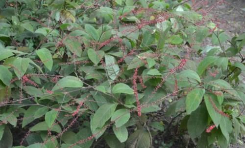 野草|失眠多梦体内肝火旺,用这种山里野草煲汤喝,排出肝火帮助你入睡