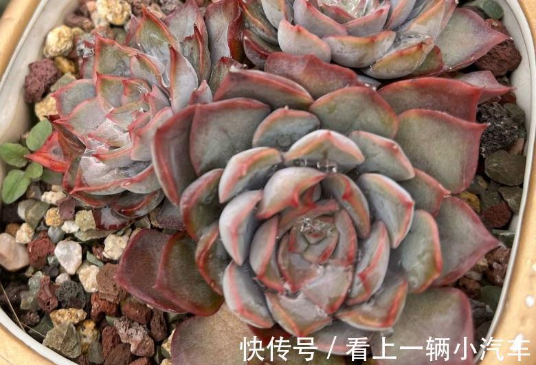 分享一些品种的养护技巧，赶紧收藏，刷过了就找不到啦