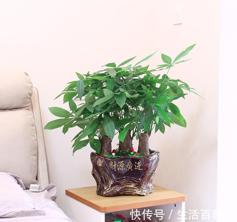 养发|夏天养发财树,大水大肥“大剪刀”,新芽冒的欢,半年大一圈