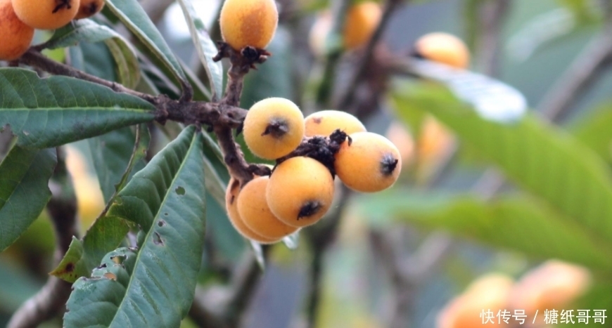 快速|治疗咳嗽最有效的方法,3大方法让你快速止咳