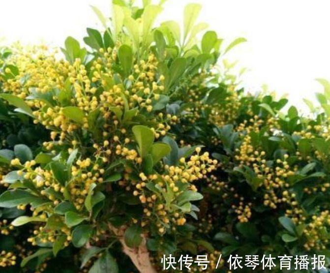 这些小植物，家里随便养一盆，花美色艳，花苞芳香怡人，观赏性强