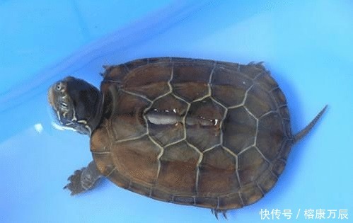 传统文化里|千年王八万年龟,下半句是什么?这两句说的是什么意思?