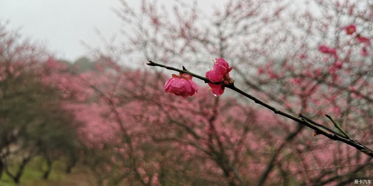 江南雨，梅花村，寻梅踏青！