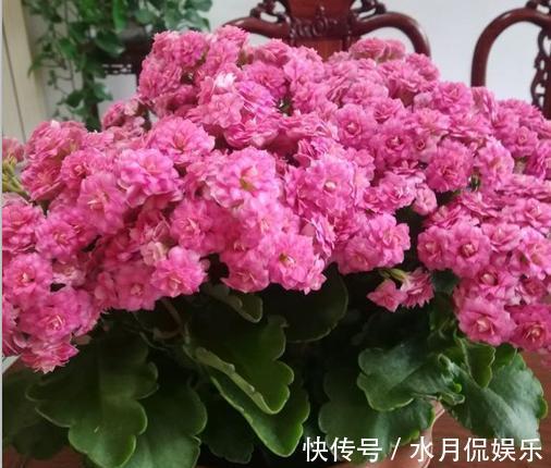 养长寿花,换盆记住“正确时间”,操作得当,才能快生长,开爆盆