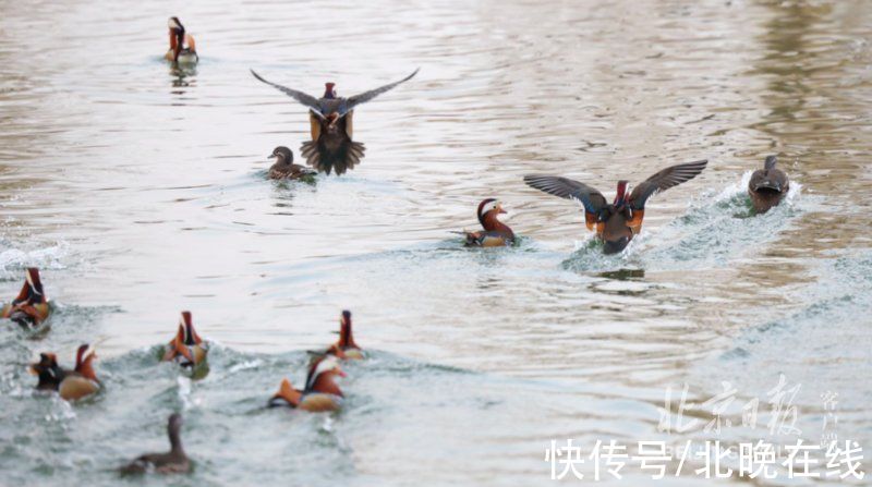 同池|冬日美景！一大波鸳鸯飞抵龙潭湖，和野鸭同池嬉戏真热闹