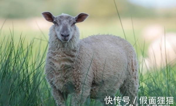 事业|“惹不起”的生肖羊，10月下旬走出低谷，成功在即，事业大红大紫