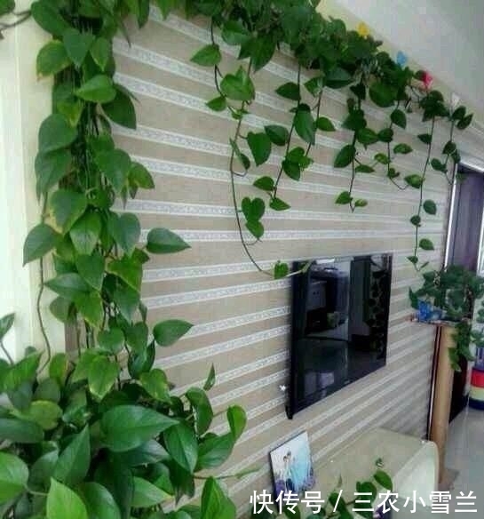 绿萝这么养, 一年就能爬满墙