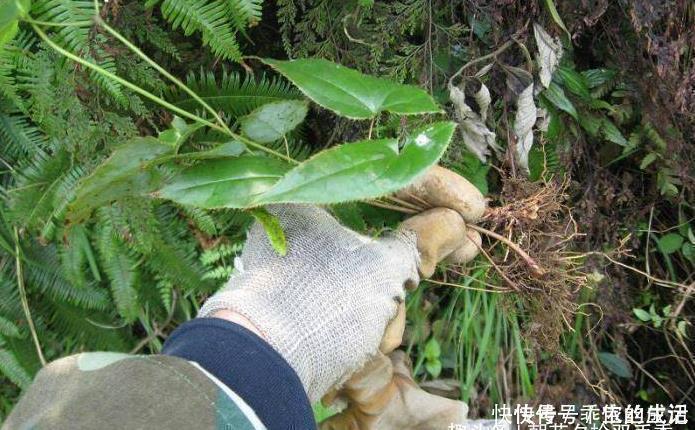 名字|羊特别喜欢吃的一种野草,名字使人反感,不过价格却很高