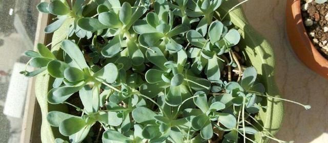 子持年华|一年的时间就爆盆,这个生长能力还有谁,除了它