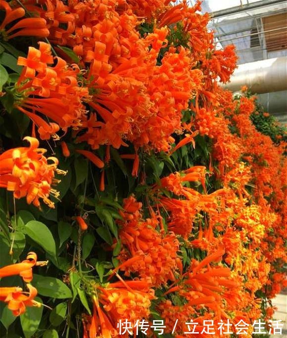 院子里养棵“它”,3年爬满墙,冬天开花太漂亮,邻居纷纷跟着养!