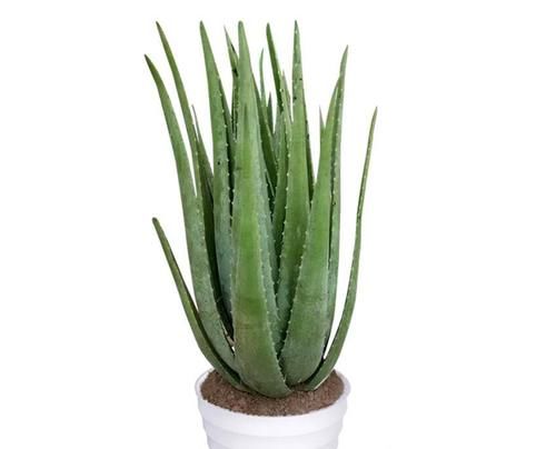 养多肉、芦荟、虎皮兰用此土,叶子圆滑厚实,长势就是好