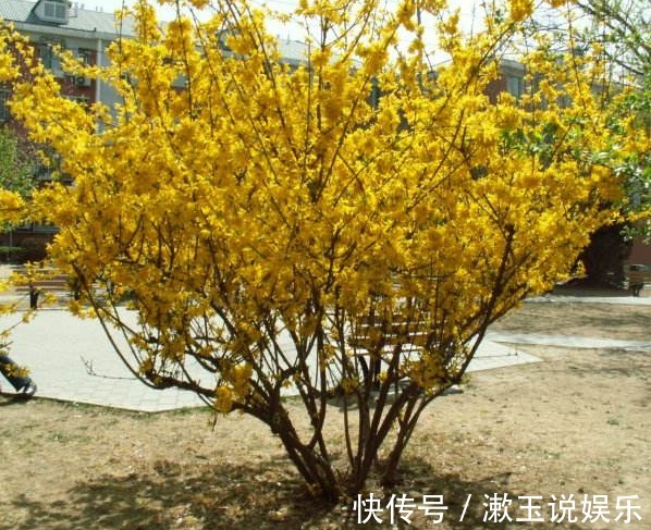 花卉|客厅养花，不如养几盆“金色的花”，既好看，又显得“高大上”