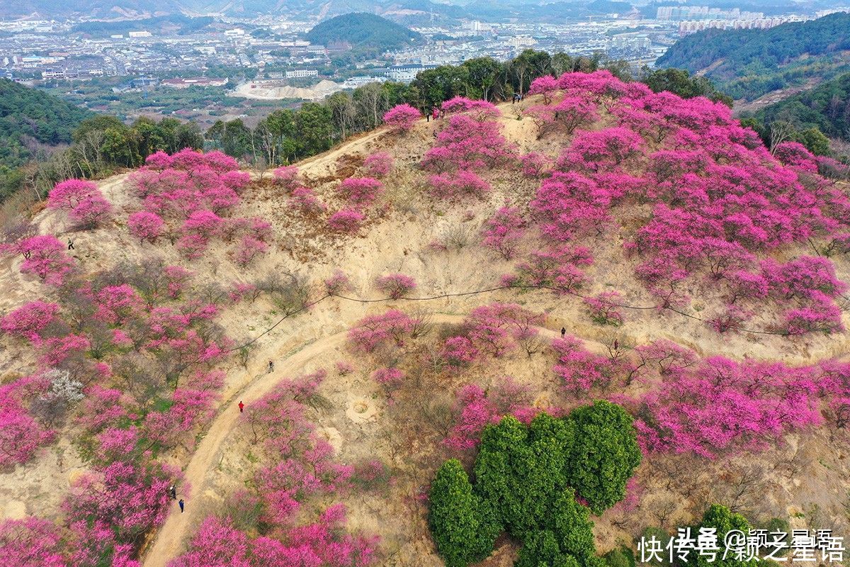 宁波第一免费赏梅地，梅开成海，春节打卡地