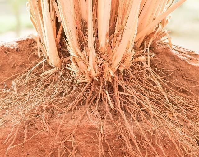 养花|3种“有机肥”,随手盆栽“埋”1点,根系缠绕,开花“爆”盆