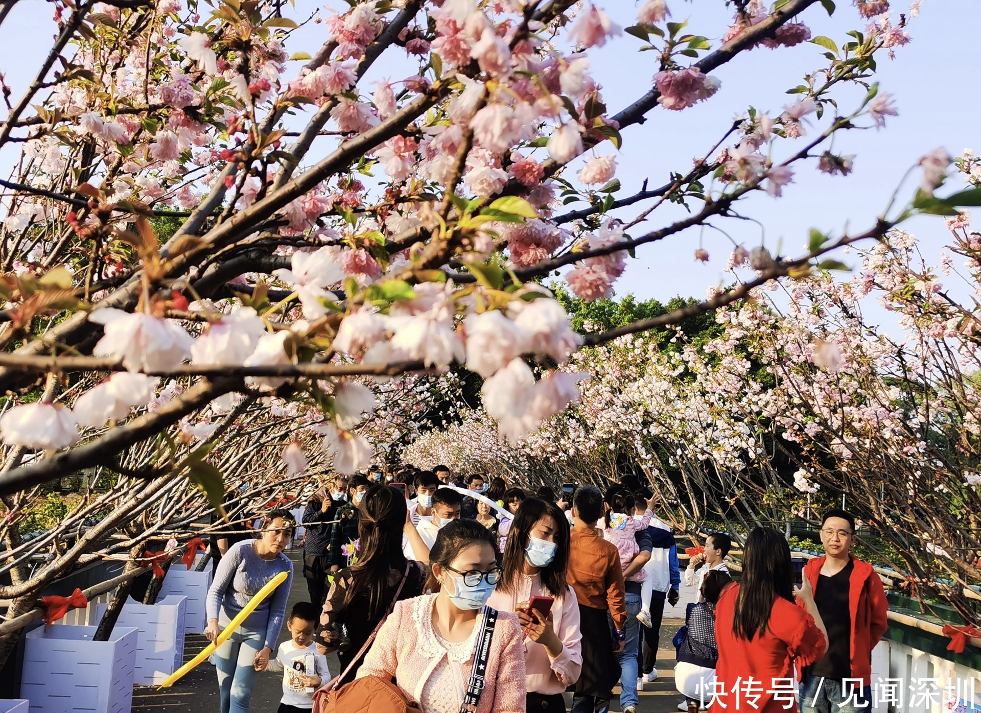 三月的深圳百花盛开，哪里是踏春赏花的好去处？答案都在这里了