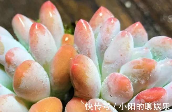 秋冬季节养护多肉灯美人，掌握3招，养出漂亮色彩